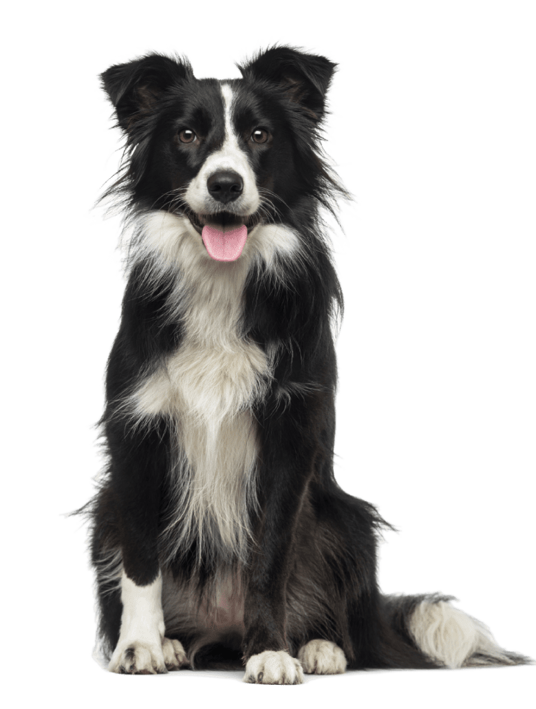 FAQ-Collie copy Reconcile_FAQ