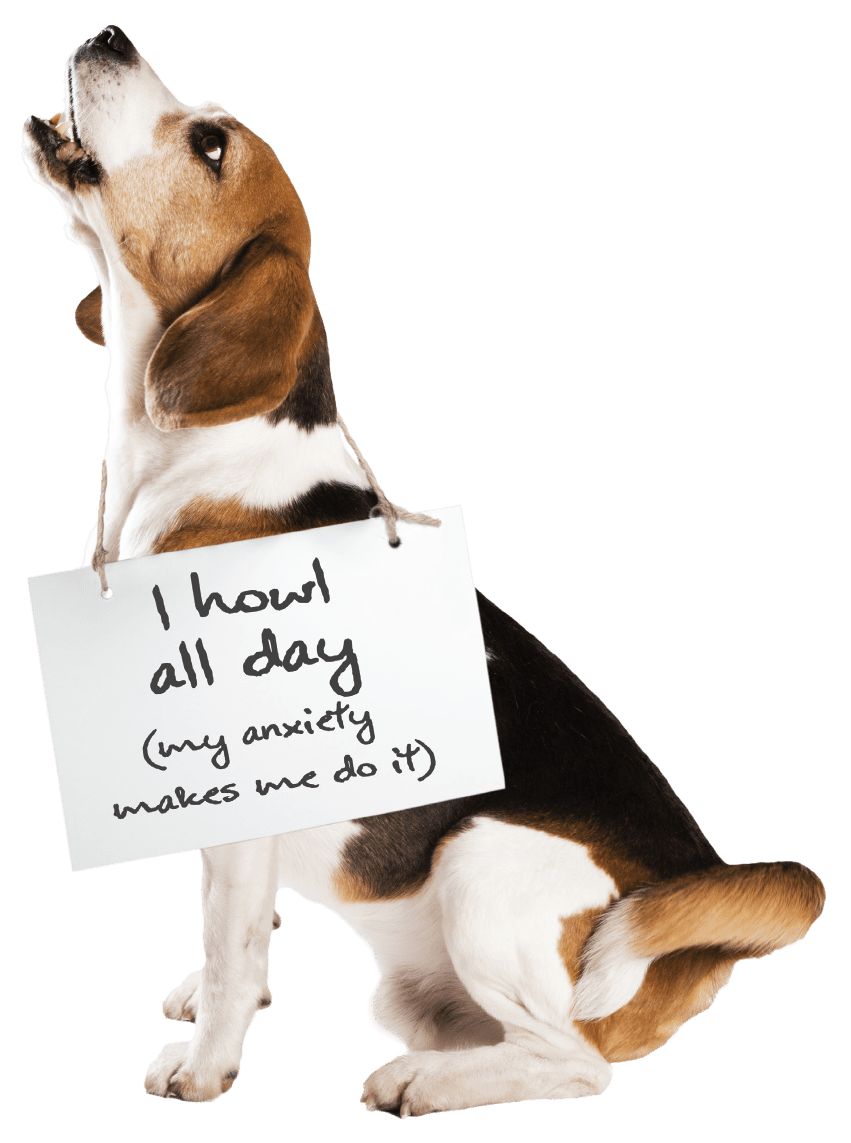 Reconcile_StressedDog