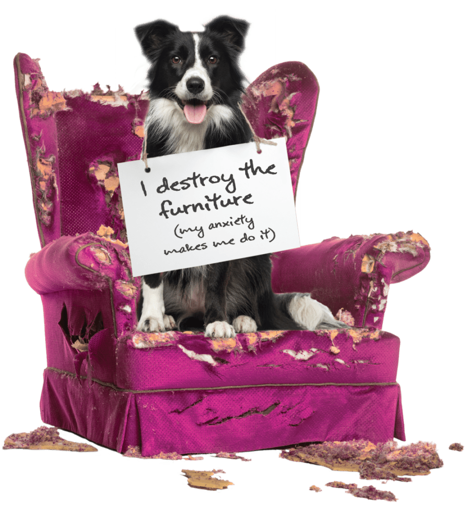 Reconcile_Vets_SeparationAnxietyMedication