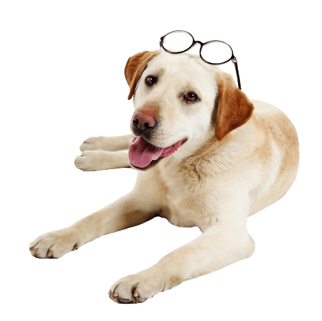 Happy dog with glasses